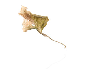 Dried flower petals isolated on white