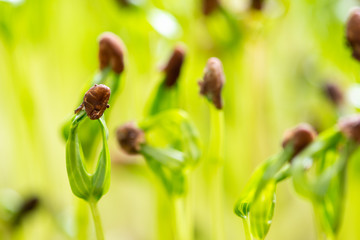 Water spinach sprouts and Germination of spinach