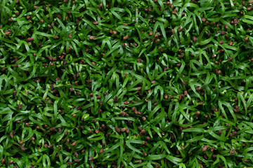 Water spinach sprouts and Germination of spinach