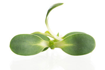 Sunflower sprout close-up isolated on white