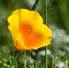 Fototapeta premium California poppy in bloom