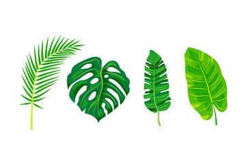 Obraz premium Tropical leaves vector illustration set. Design elements isolated on white background. Flat style jungle plants.