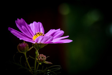 Obraz premium Close-up of wildflowers in bloom