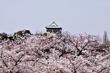 Scenery of cherry blossoms in full bloom around Osaka Castle.