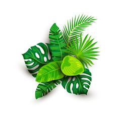 Tropical exotic leaves vector illustration isolated on white background. Design element with shadow for poster, web, flyers, invitation, postcard.