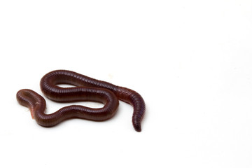 African Night Crawler, earthworms isolated on white background.