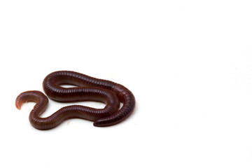 African Night Crawler, earthworms isolated on white background.