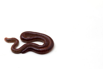 Fototapeta premium African Night Crawler, earthworms isolated on white background.