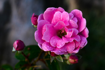 pink flowers in the garden
