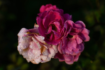 pink rose in the garden