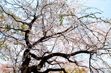 Scenery around Osaka Castle in Osaka,Japan.　 Scientific name is Cerasus ×yedoensis (Matsum.) Masam. & Suzuki ‘Somei-yoshino. 