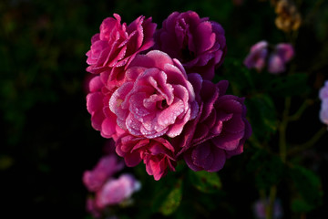 pink rose in the garden