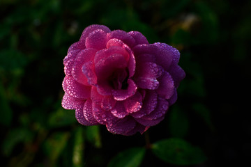 pink flower in the garden