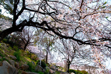 Scenery around Osaka Castle in Osaka,Japan.　 Scientific name is Cerasus ×yedoensis (Matsum.) Masam. & Suzuki ‘Somei-yoshino. 