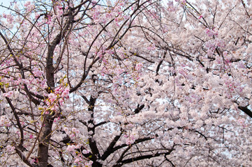 Fototapeta premium Scenery around Osaka Castle in Osaka,Japan. Scientific name is Cerasus ×yedoensis (Matsum.) Masam. & Suzuki ‘Somei-yoshino. 