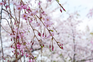 Scenery around Osaka Castle in Osaka,Japan.　 Scientific name is Cerasus ×yedoensis (Matsum.) Masam. & Suzuki ‘Somei-yoshino. 