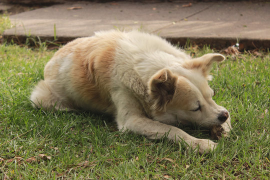 Perro dormido 