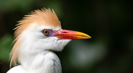 Cattle Egret in Florida 