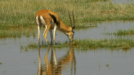 gazelle feeding in the wetlands of amboseli