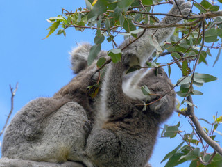 close up of a baby koala eating eucalyptus leaves at cape otway