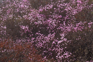 Fototapeta premium pink azalea flowers wall