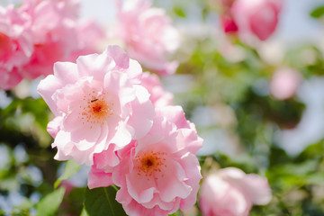 Obraz premium ピンクのバラ