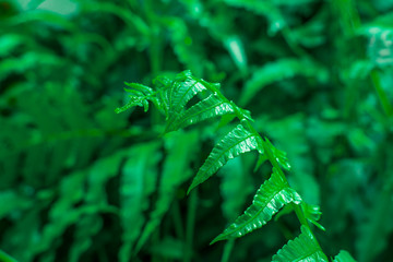 Green leaf pattern background,Natural background and wallpaper,water drop on black background,soft focus.