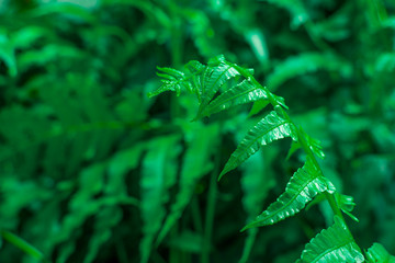 Green leaf pattern background,Natural background and wallpaper,water drop on black background,soft focus.