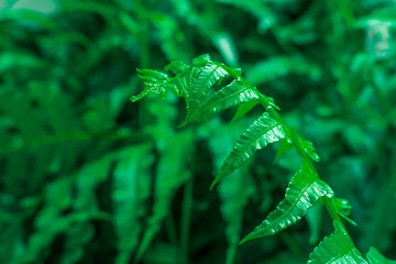 Green leaf pattern background,Natural background and wallpaper,water drop on black background,soft focus.