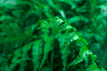 Green leaf pattern background,Natural background and wallpaper,water drop on black background,soft focus.