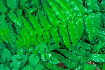 Green leaf pattern background,Natural background and wallpaper,water drop on black background,soft focus.