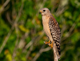 Red Shouldered Hawk 