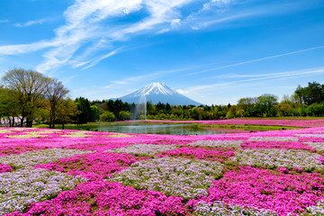 富士芝桜まつり