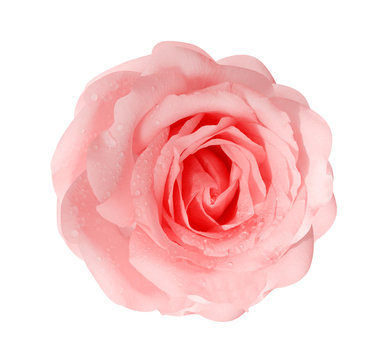 Colorful light pink rose flowers blooming with water drops top view isolated on white background with clipping path