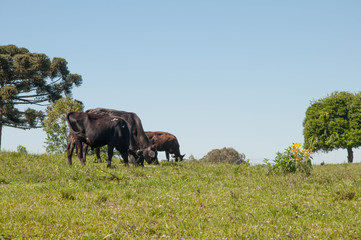 Fototapeta premium cow in field