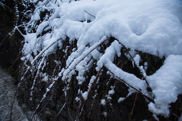 branches of a fallen tree covered with thick layer of fresh white snow, winter Concept - Image