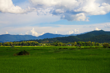 The wide field in the farming season with that perfect mountain, cloud and skyscape view.