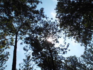 Fototapeta premium Viendo la naturaleza por abajo