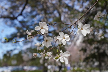 magnolia