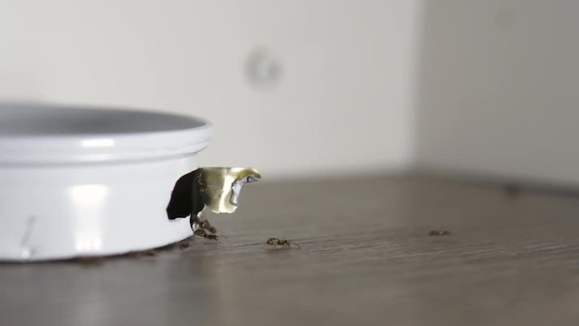 Panning Shot of House Ants Going In And Out of a Metal Ant Trap Containing Poison