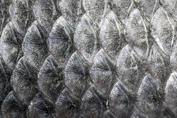 Close-up of fish scale texture