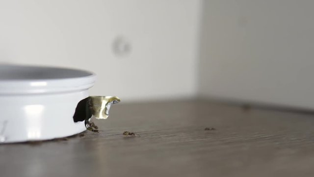 House ants Going In And Out of a Metal Ant Trap Containing Poison