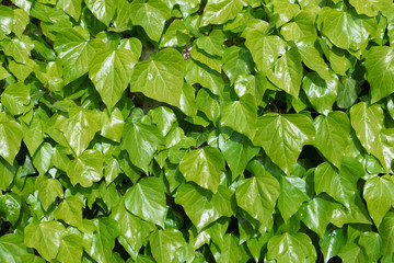 Foglie verdi in pieno sole