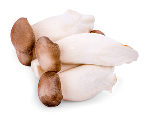 Eryngii mushroom or King oyster mushroom on a white background