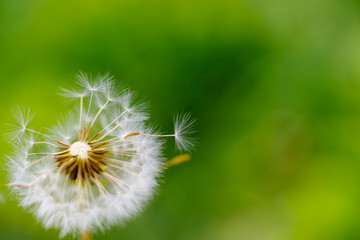 closeup view of dandelion seed on green color bokeh background