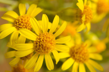 closeup of yellow flower