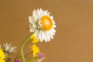 Fototapeta na wymiar daisies on brown background