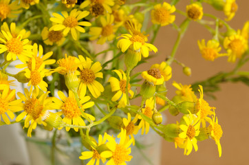 field of yellow flowers