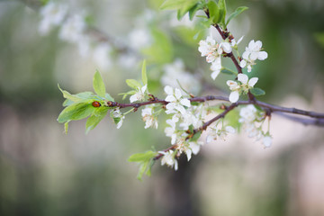 ladybug on a tree leaf
