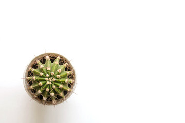 Small cactus on white table. Top view. Free space.